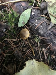 Mycena aurantiomarginata