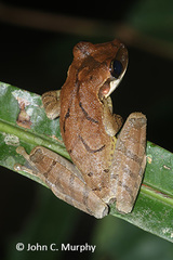 Osteocephalus yasuni