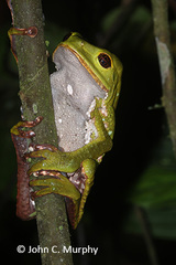 Phyllomedusa tarsius