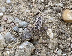 Coniocleonus pseudobliquus