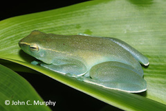 Sphaenorhynchus lacteus