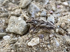 Coniocleonus pseudobliquus