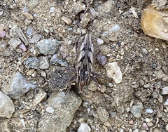 Coniocleonus pseudobliquus