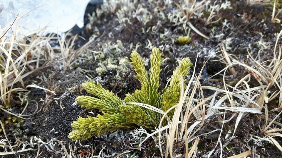 Arctic firmoss
