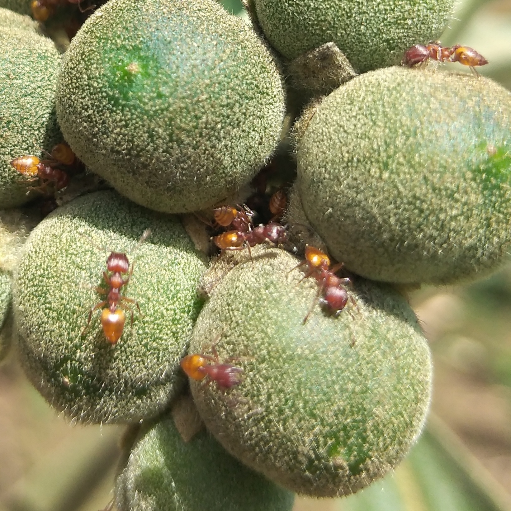 Crematogaster castanea durbanensis