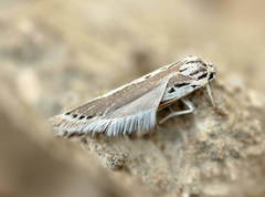 Ethmia vittalbella
