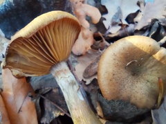 Armillaria cepistipes