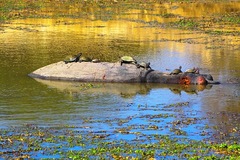 Serrated Hinged Terrapin photo 4