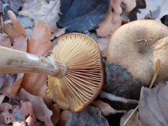 Armillaria cepistipes