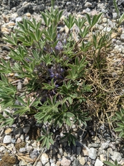 Lupinus lepidus utahensis