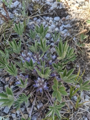 Lupinus lepidus utahensis