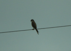 Image of Falco sparverius