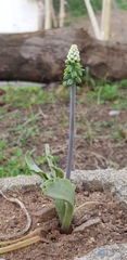 Eriosemopsis
