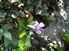 Bignonia callistegioides