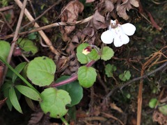 Diclis