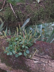 Peperomia catharinae