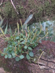 Peperomia catharinae