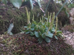 Peperomia catharinae