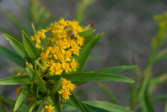 Colletes speculiferus