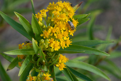 Colletes speculiferus