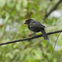 Melopyrrha violacea