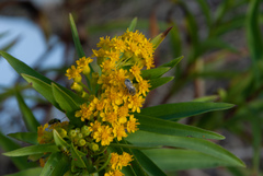 Colletes speculiferus