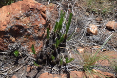 Xerophyta retinervis