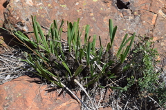 Xerophyta retinervis