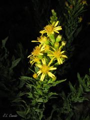 Dittrichia viscosa