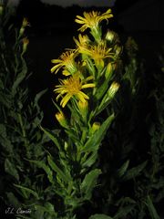 Dittrichia viscosa