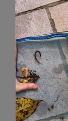 Parotostigmus