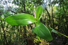 Epidendrum lacustre