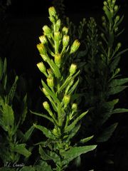 Dittrichia viscosa