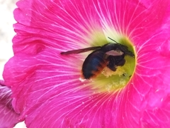 Xylocopa augusti