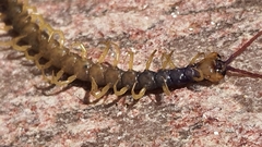 Parotostigmus