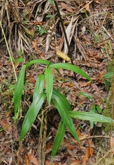 Prosthechea varicosa