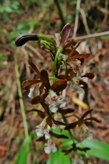 Prosthechea varicosa