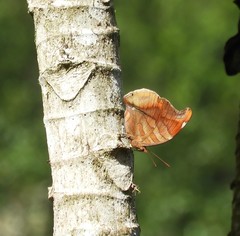 Historis odius odius