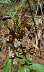 Prosthechea varicosa