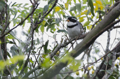 Arremon flavirostris