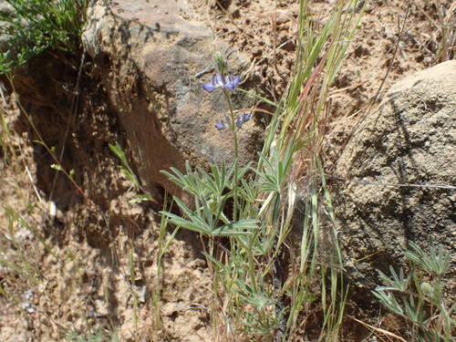 iNaturalist observation photo of Miniature Lupine