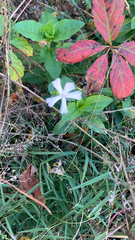 Saponaria officinalis
