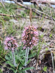 Echiostachys ecklonianus