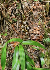 Prosthechea varicosa