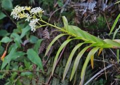 Epidendrum verrucosum