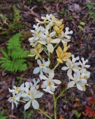 Epidendrum verrucosum