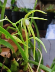 Prosthechea rhynchophora