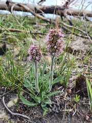 Echiostachys ecklonianus