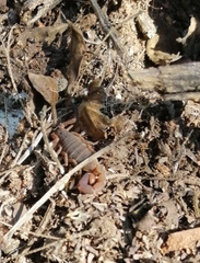 Pseudolychas ochraceus