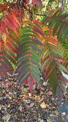 Rhus typhina